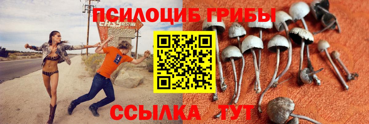 Псилоцибиновые грибы Psilocybine cubensis Краснотурьинск